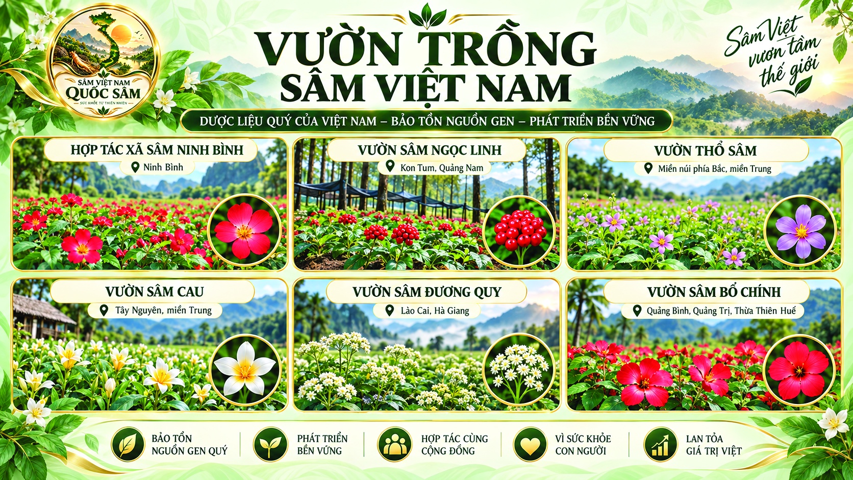 Vườn Trồng Sâm Việt Nam